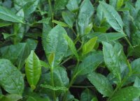 番茄潛葉蛾最佳防治方法？