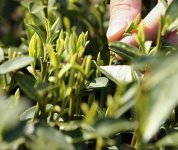 茶的原產(chǎn)地是哪個國家？