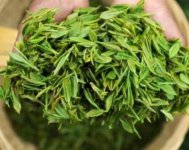 茶樹產(chǎn)量高嗎？一畝產(chǎn)多少斤？