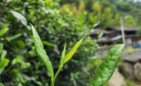 4月19日最新咨詢(xún)：“七安紅”春茶開(kāi)始采收，新